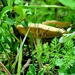 Eskici * Staro Myasto