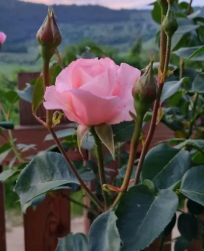 Apartamento Eskici Staro Myasto